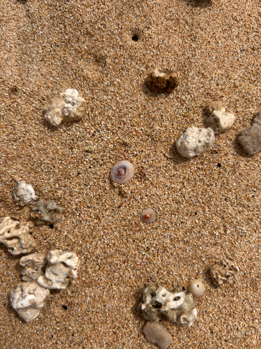 Antisabia imbricata observed 2026-06-23