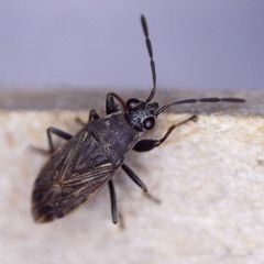 Peritrechus geniculatus