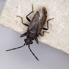 Peritrechus geniculatus