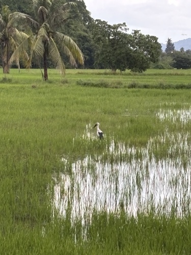Asian Openbill