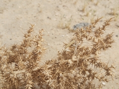 Cornulaca aucheri