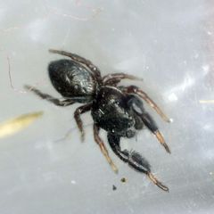 Sibianor aurocinctus