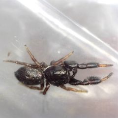 Sibianor aurocinctus