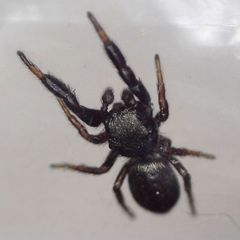 Sibianor aurocinctus