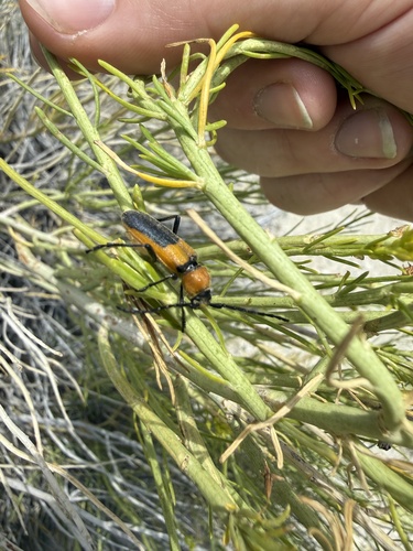 Red and Black Long-horned Beetle