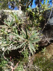 Leucopogon affinis