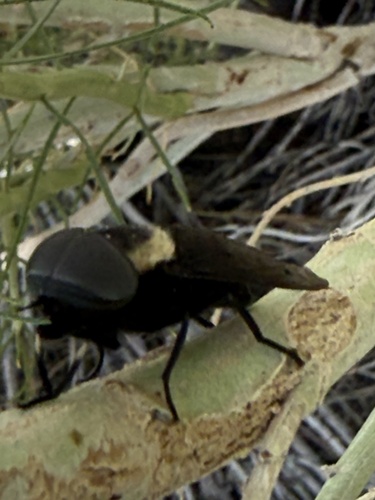 Western Black Horse Fly