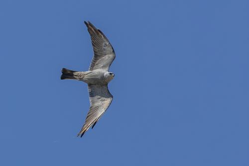 Mississippi Kite