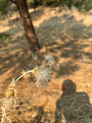 wavyleaf thistle