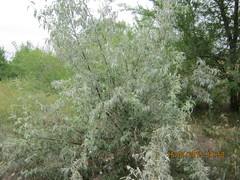 Elaeagnus angustifolia