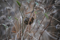 Polistes gallicus