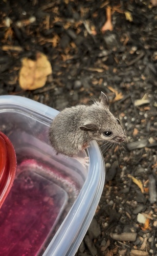 White-footed Mouse