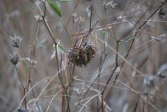 Polistes gallicus