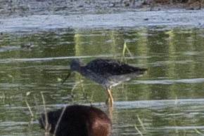 Greater Yellowlegs