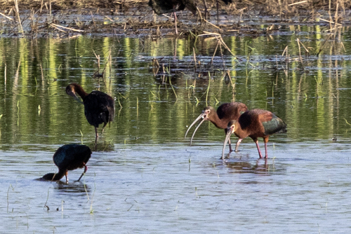 White-faced Ibis