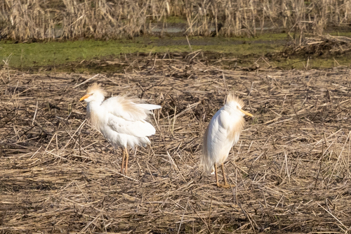 Western Cattle-Egret
