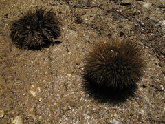 Apeiba tibourbou