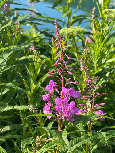 fireweed