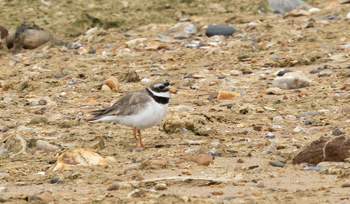 iNaturalist: (c) Jon J. Laysell, some rights reserved (CC BY-NC), uploaded by Jon J. Laysell iNaturalist image