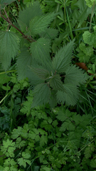 Urtica dioica