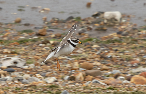 iNaturalist image