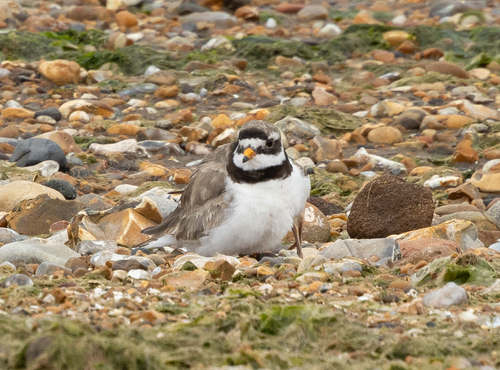 iNaturalist image