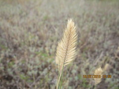 Agropyron cristatum