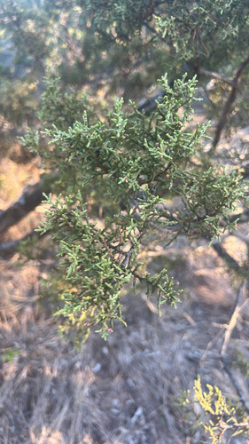 redberry juniper