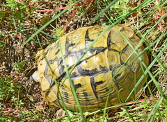 Testudo hermanni