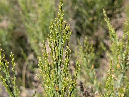 Baccharis sergiloides