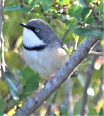 Apalis thoracica capensis
