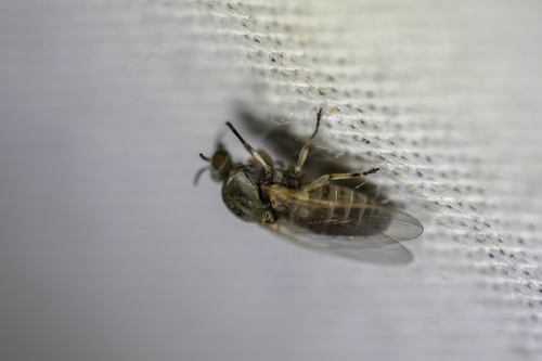 Common Blackflies