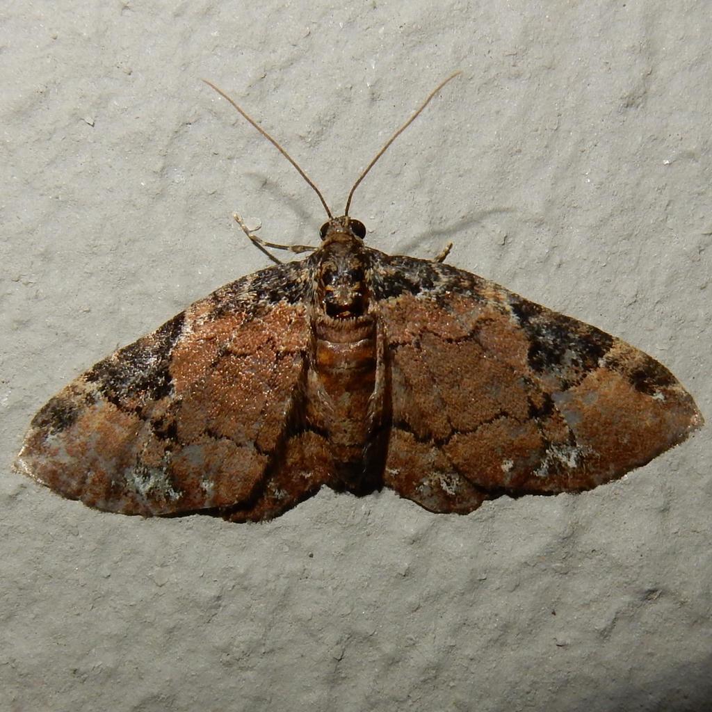 Melanthia ustiplaga