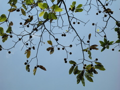 Apeiba tibourbou
