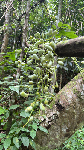 Diploclisia glaucescens observed 2026-07-20