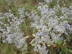 Eryngium planum