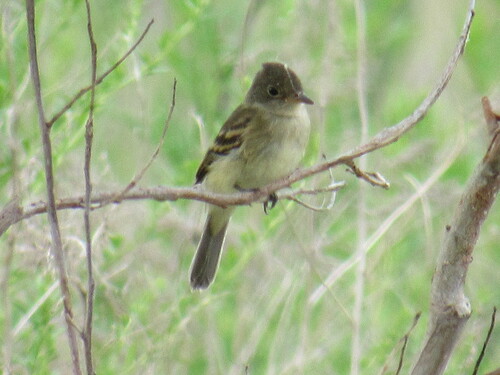 Least Flycatcher