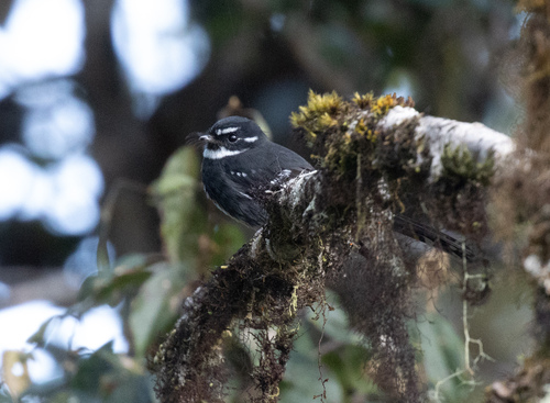 Rhipidura albolimbata, 2026-06-15