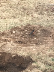 Turdus migratorius image