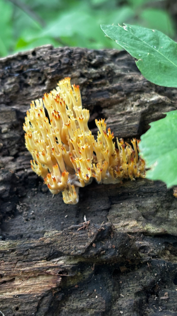 crown-tipped coral fungus · July 2026 · photo: Photo: (c) Simon Conover, some rights reserved (CC BY) · iNaturalist