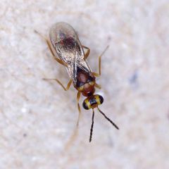 Stenomesius rufescens
