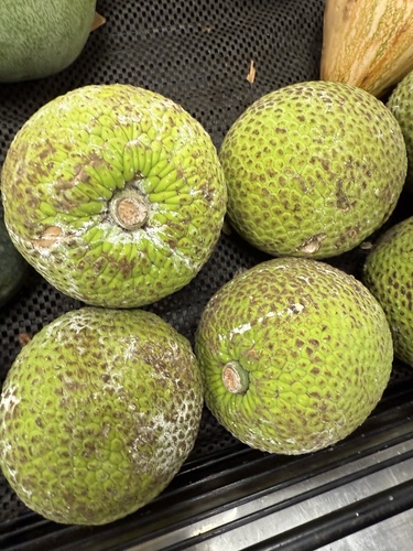 Artocarpus altilis observed 2026-07-25