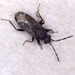 Peritrechus geniculatus
