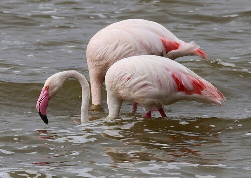 iNaturalist image