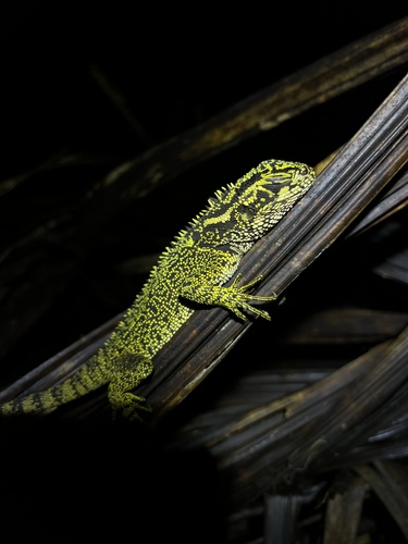 Canelos woodlizard, Enyalioides praestabilis