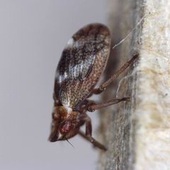 Ulopa reticulata
