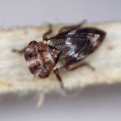 Ulopa reticulata