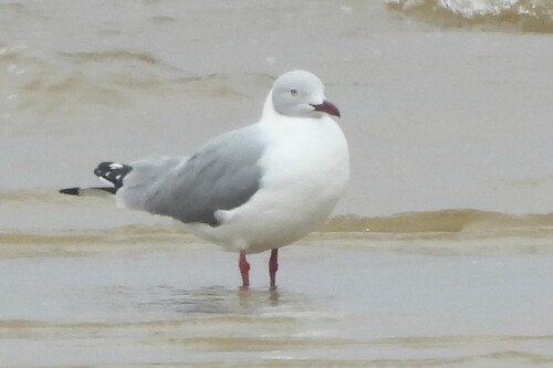 iNaturalist image