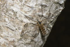 Limonia maculipennis