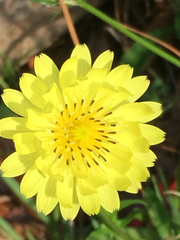 Pyrrhopappus pauciflorus
